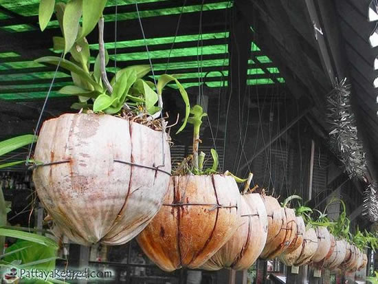 Ideias para Plantar Orquídeas no Coco