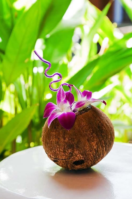 Ideias para Plantar Orquídeas no Coco