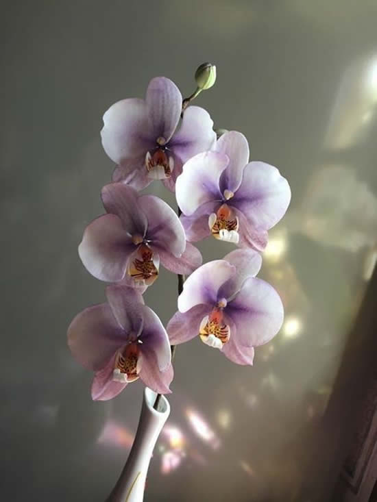 Como cuidar de Orquídea Phalaenopsis