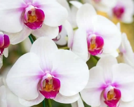 Como cuidar de Orquídea Phalaenopsis