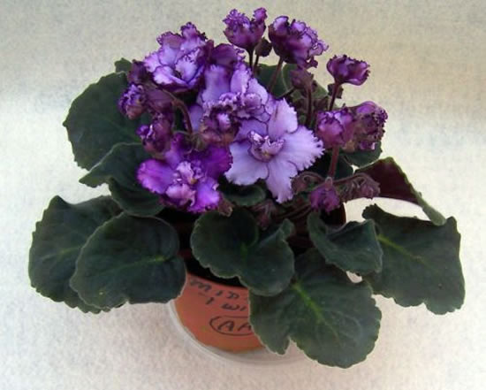 Cuidados com Violetas em Vasos