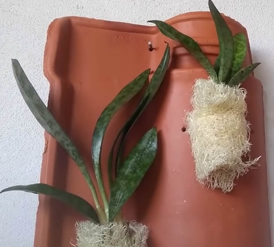 Como plantar orquídea na telha