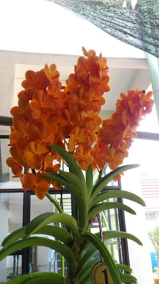 Lindas Orquídeas Vanda