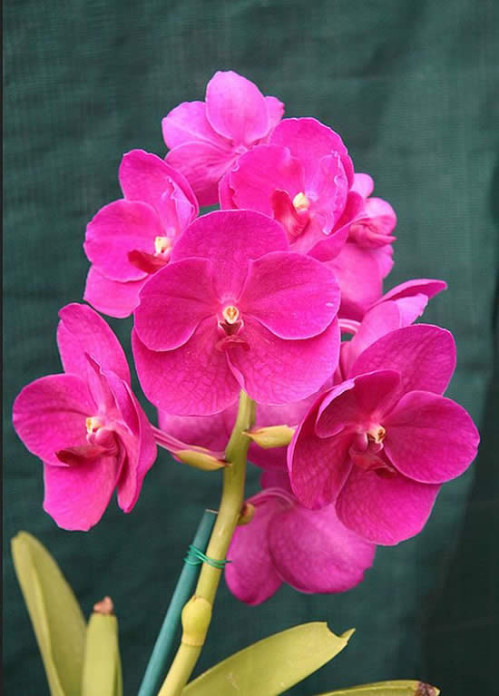 Lindas Orquídeas Vanda
