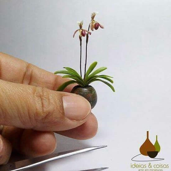 Lindas Micro Orquídeas