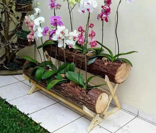 Lindas Orquídeas em Troncos
