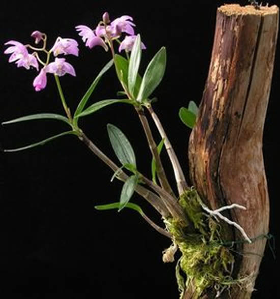 Lindas Orquídeas em Troncos
