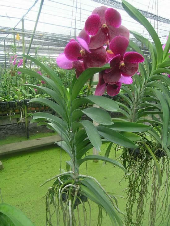 5 Orquídeas Lindas e Maravilhosas: Vanda