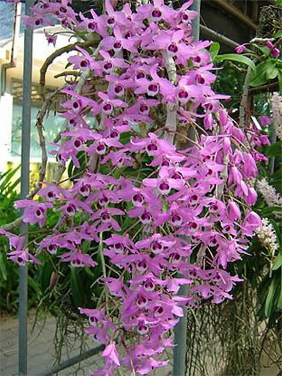 5 Orquídeas Lindas e Maravilhosas: Dendobrium