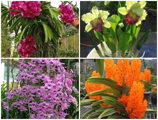 5 Orquídeas Lindas e Maravilhosas
