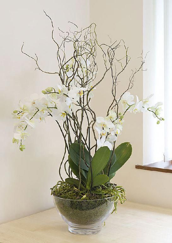 Orquídeas para Decoração da Casa