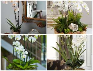 Orquídeas para Decoração da Casa