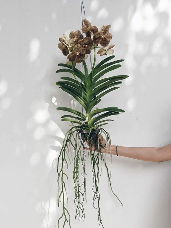 Como cuidar de Orquídea Vanda - Como Plantar e Cuidar