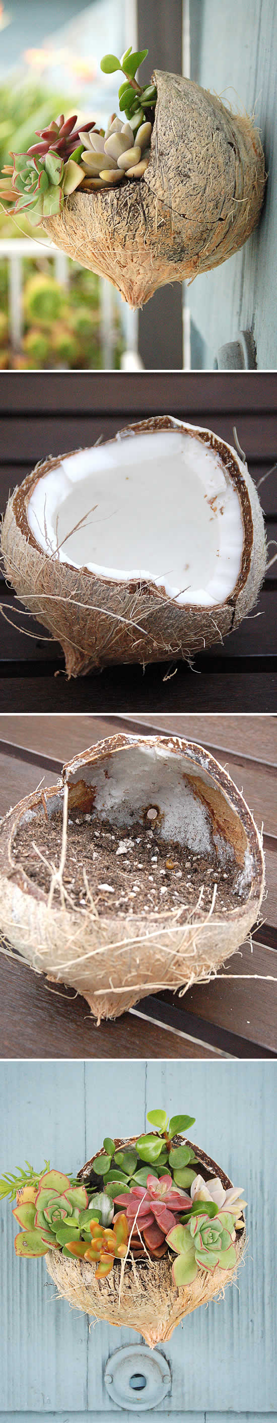 Como plantar Suculentas em Cocos