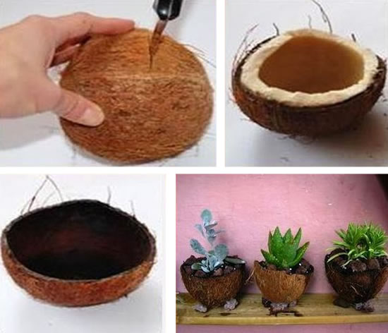 Como plantar Suculentas em Cocos