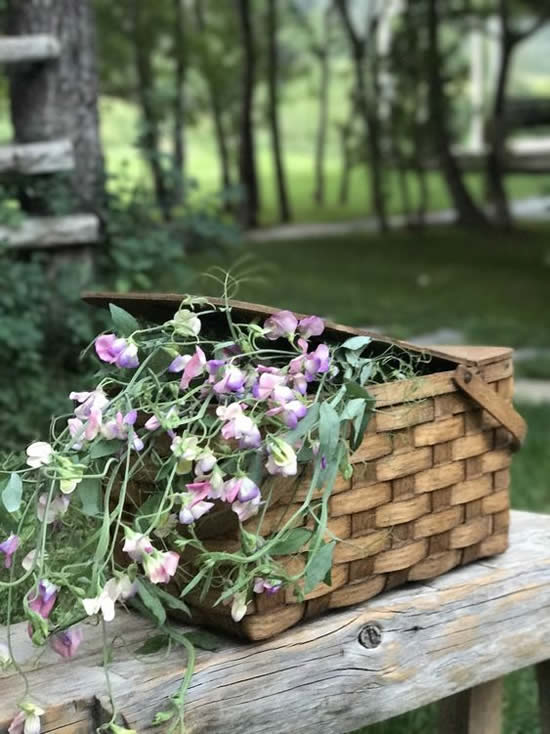 Vasos com flores naturais para jardim