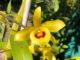 Como cuidar de Orquídea Dendrobium