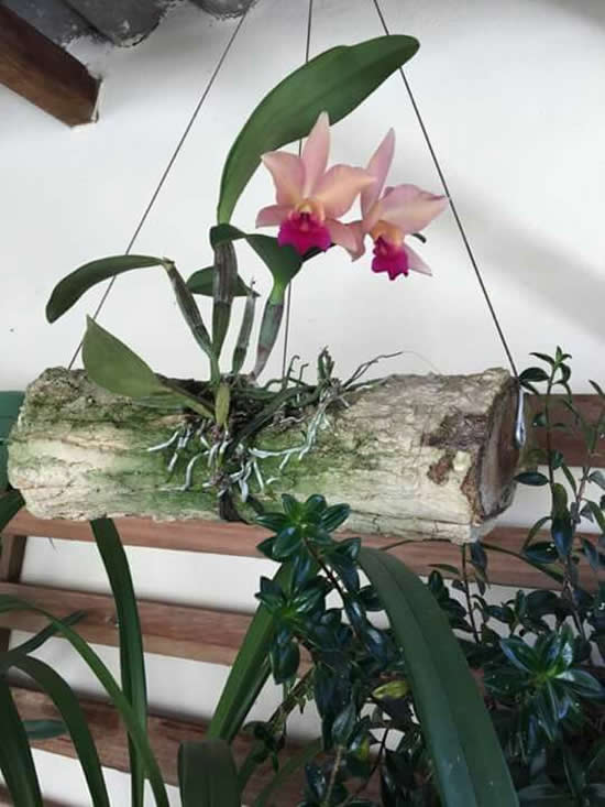 Como cuidar de Orquídea Dendrobium