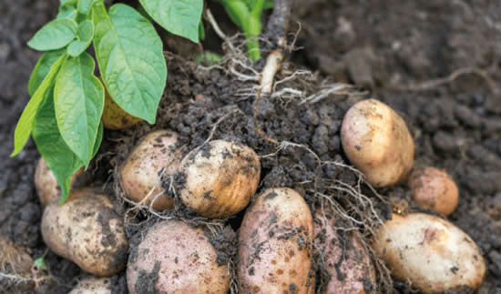 Batatas na terra