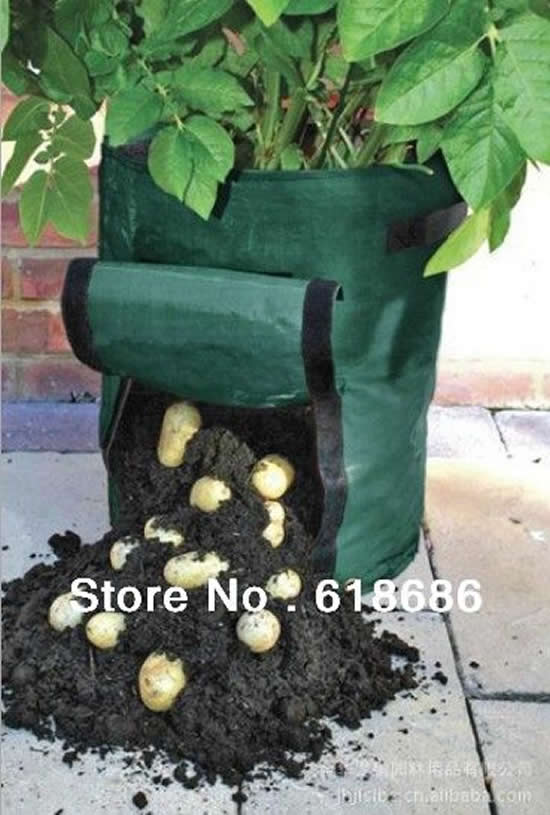 Aprenda como plantar batatas
