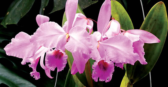 Lindas flores orquídeas