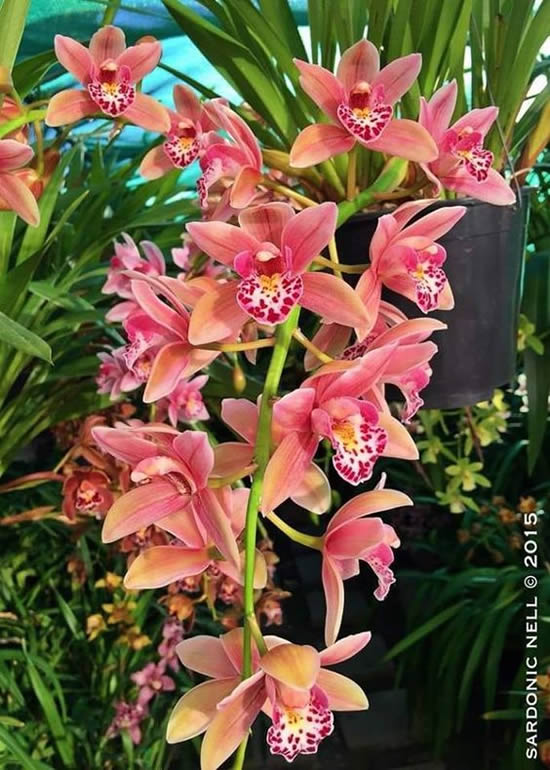 Lindas orquídeas