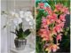 Lindas orquídeas para inspiração