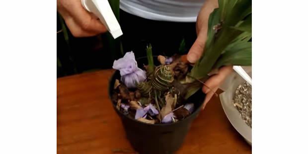 Faça trouxinhas para adubar suas orquídeas