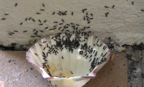Mate as formigas de uma forma fácil
