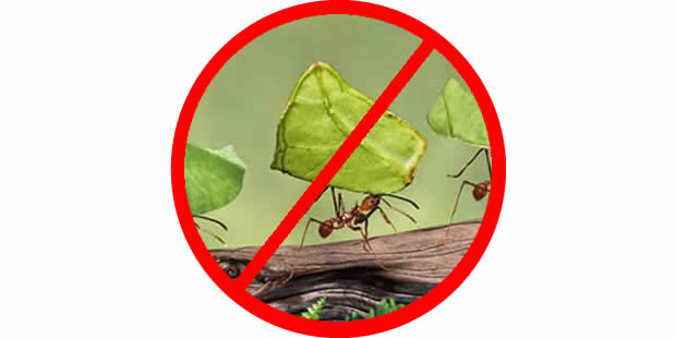 Como acabar com as formigas: dicas infalíveis