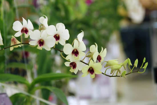 Aprenda como regar orquídeas