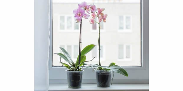 Dicas e segredos de como regar orquídeas