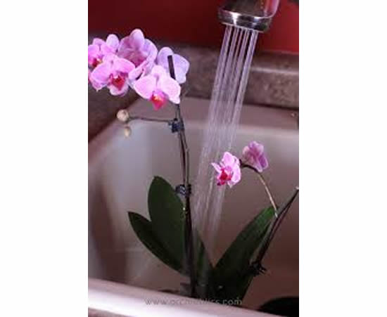 Segredos para regar as orquídeas