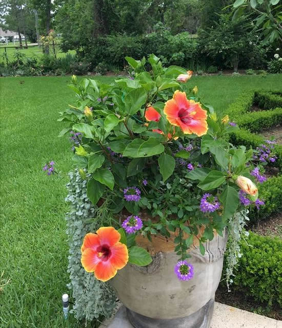 Flores lindas em vasos no jardim