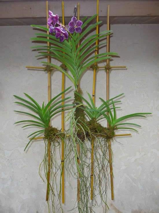 Ideias lindas para cultivar orquídea vanda