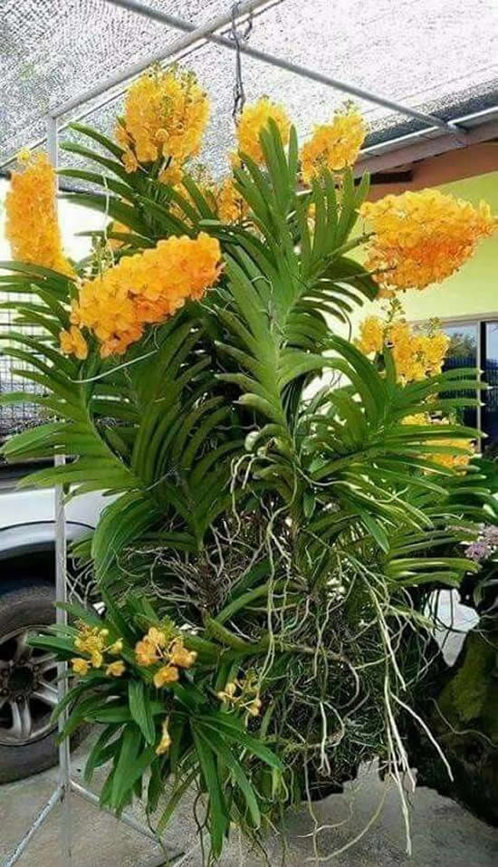 Aprenda como cuidar de orquídea vanda
