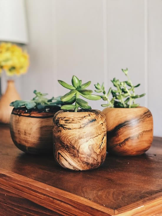 Lindas suculentas em vasos de madeira