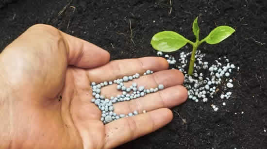 Use ureia agrícola para adubar as plantas