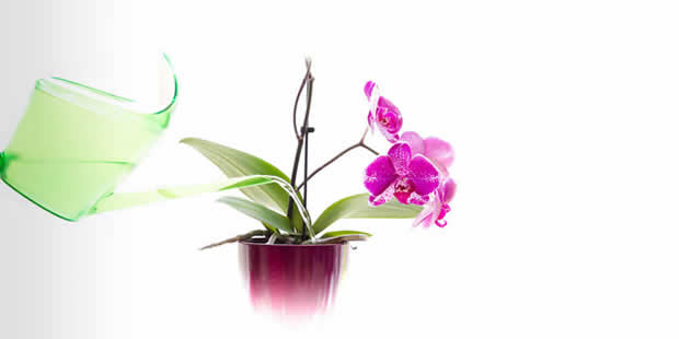 Aprenda como molhar orquídeas