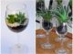 Como plantar suculentas em taças de vidro