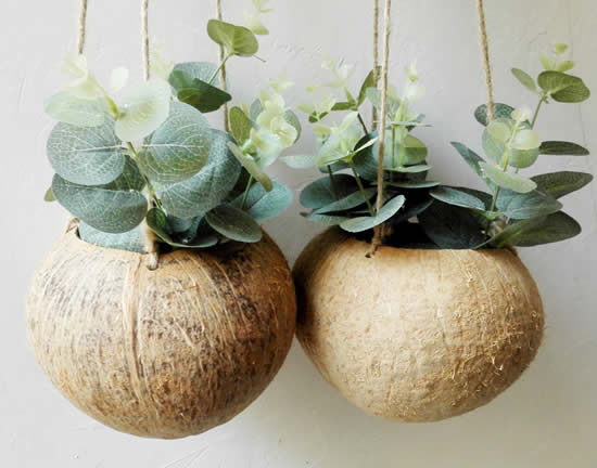 Como plantar suculentas no coco