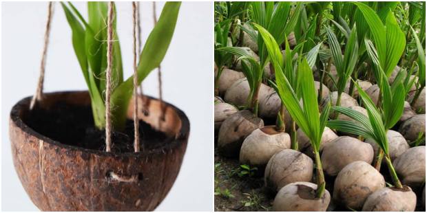 Como plantar em cocos