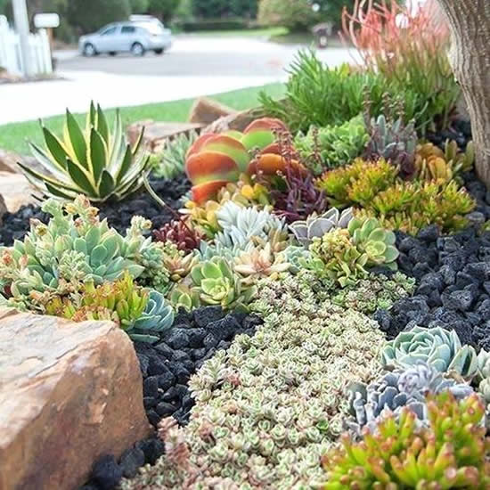 Decoração linda para jardim com pedras e suculentas