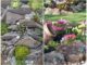Pedras na decoração de jardins