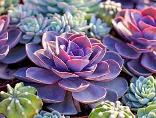 Suculentas coloridas - Como obter cores lindas em suas plantas