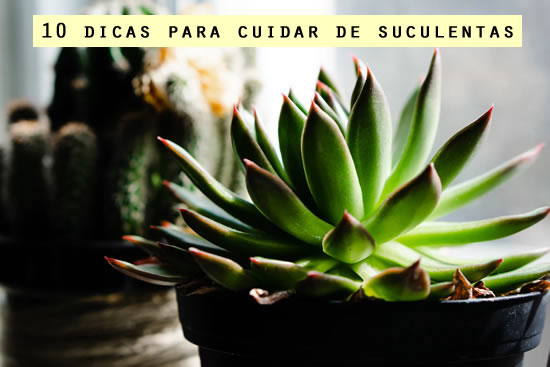 10 dicas para cuidar de suculentas