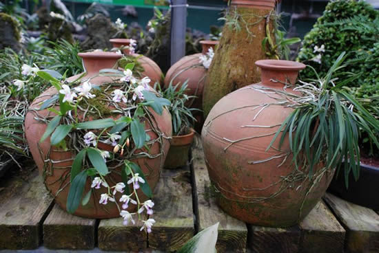 Plante orquídeas em vasos de barro