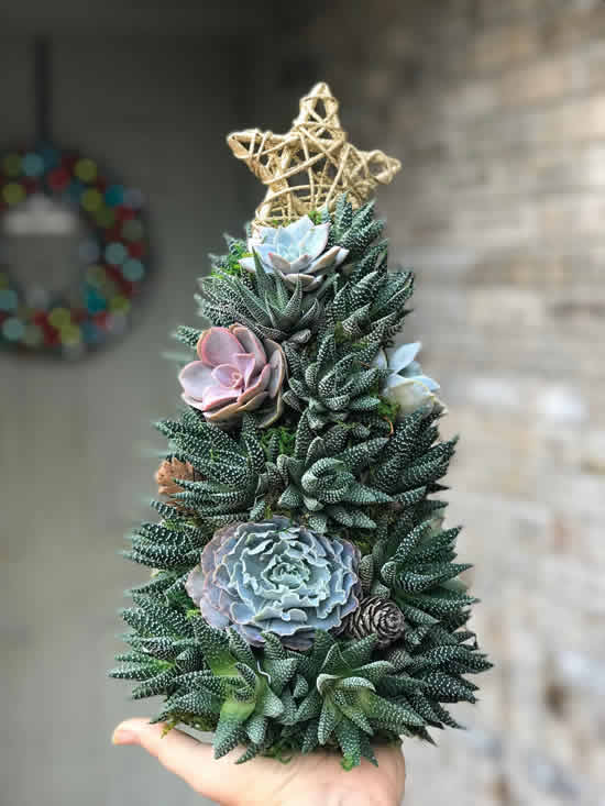 Linda Árvore de Natal com suculentas
