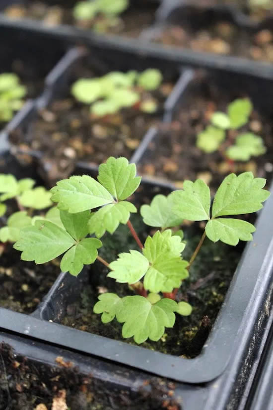 Aprenda como plantar morangos